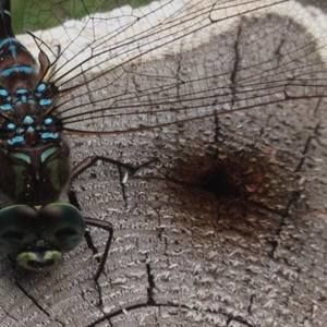 Meet your Posher, Melanie